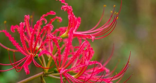 十五朵花的花语是什么？哪种花代表十五的含义？
