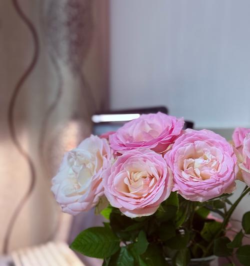 十五朵花的花语是什么？哪种花代表十五的含义？