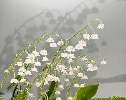 有悲伤苦涩的花语含义是什么？有悲伤苦涩的花语代表什么？