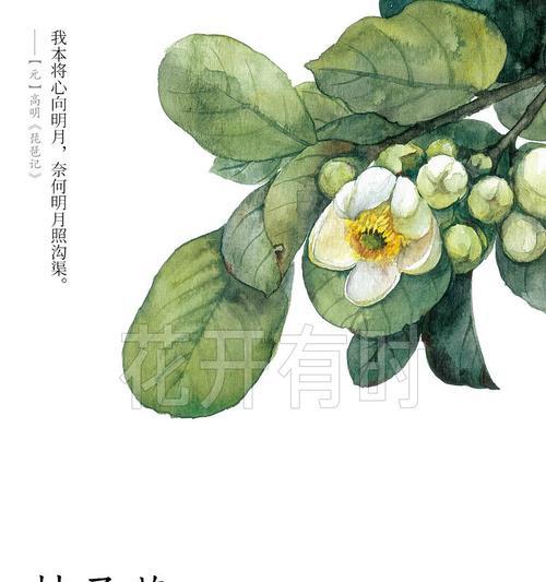 有悲伤苦涩的花语含义是什么？有悲伤苦涩的花语代表什么？