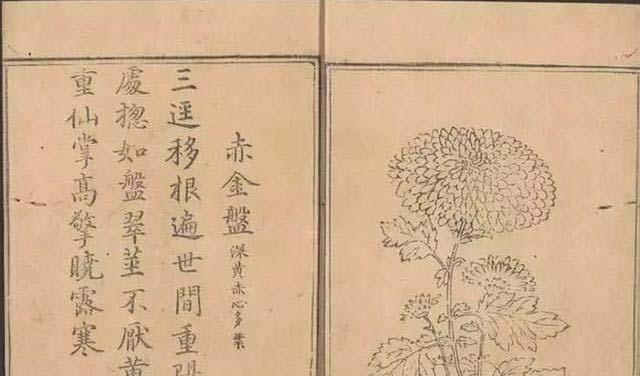 花甲的寓意和花语是什么？花甲之年送花有何讲究？
