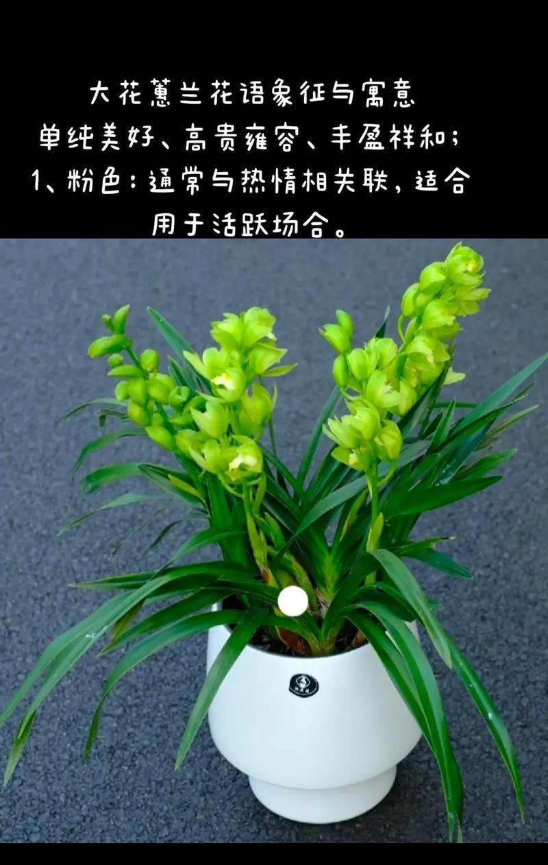 静什么花代表什么？花语中静的含义是什么？