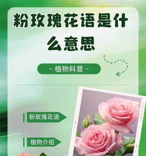 最纯真的玫瑰的花语是什么？它通常用来表达什么情感？