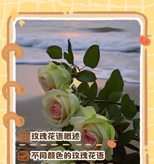 最纯真的玫瑰的花语是什么？它通常用来表达什么情感？