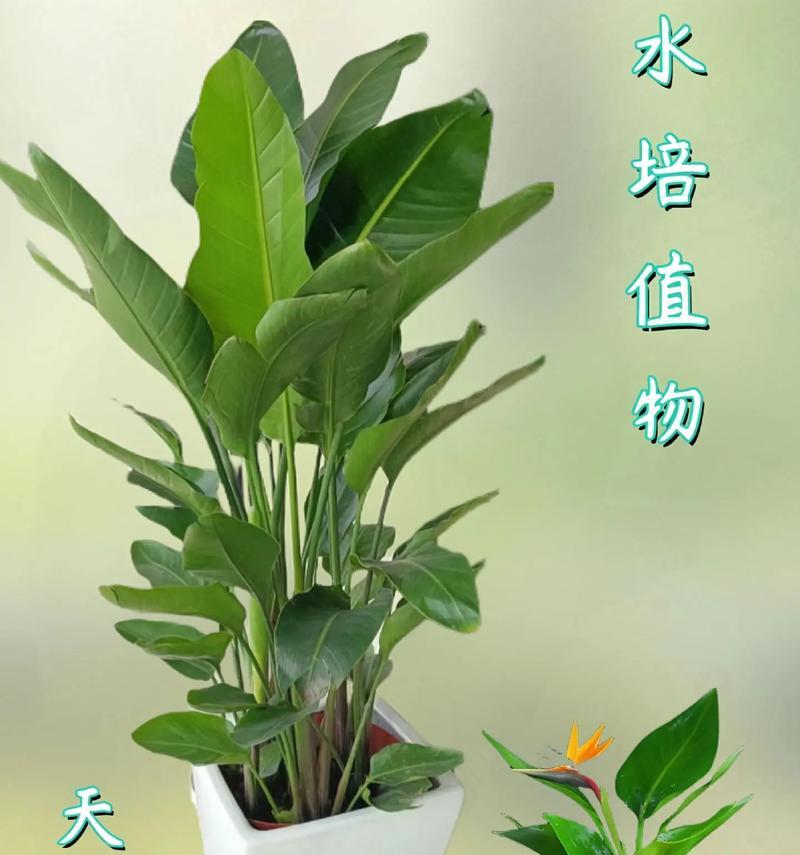 天堂鸟的花语代表什么？它在不同文化中有哪些特别的含义？