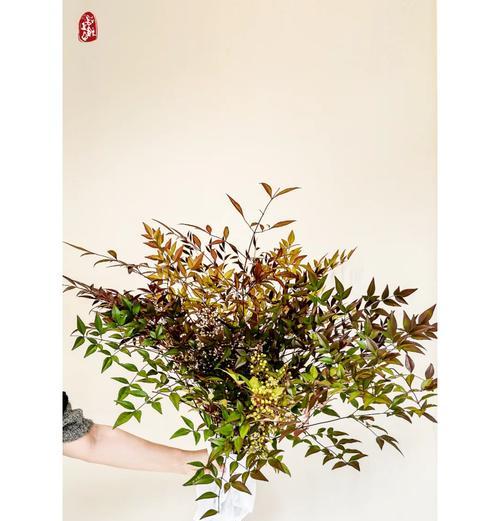 蓝天竹象征着什么？蓝天竹的花语有哪些含义？