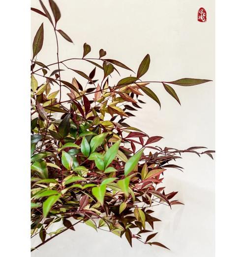 蓝天竹象征着什么？蓝天竹的花语有哪些含义？