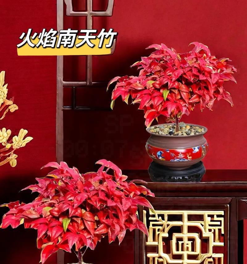 蓝天竹象征着什么？蓝天竹的花语有哪些含义？