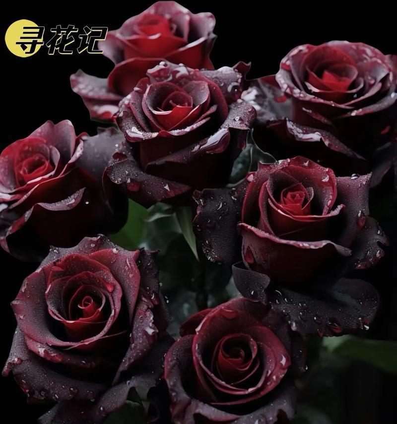 哪种花的花语与黑色相关？