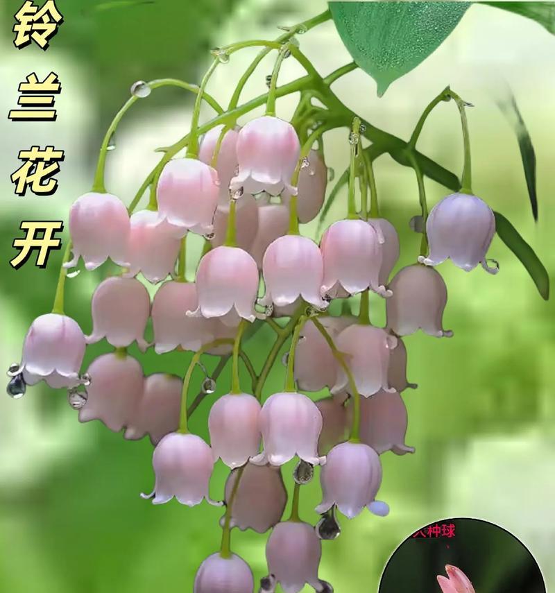 铃兰花语是什么意思？代表幸福的花有哪些？