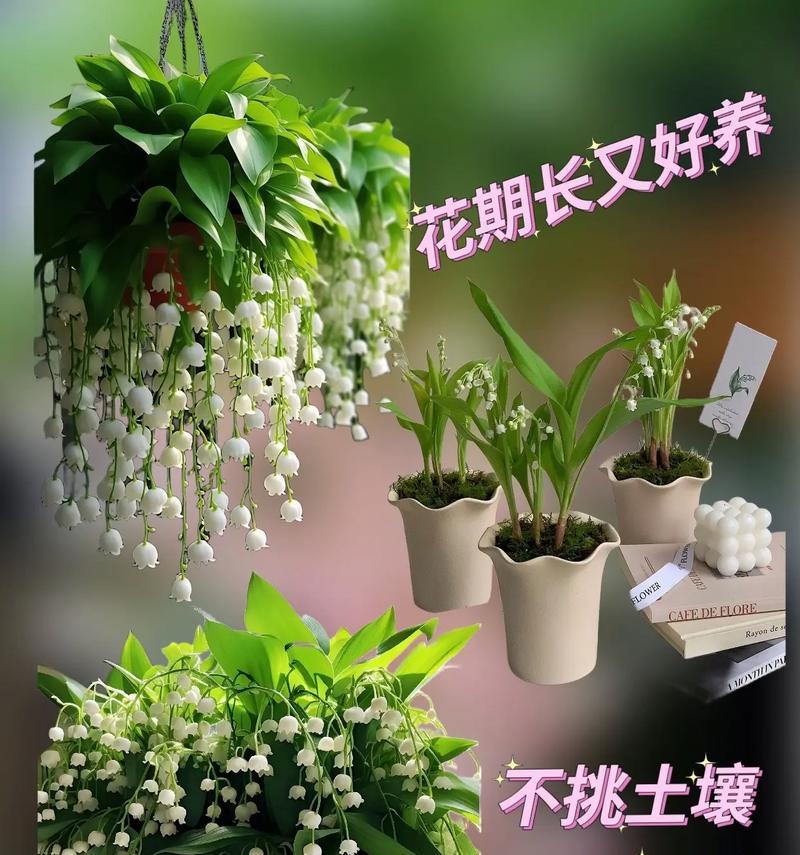 铃兰花语是什么意思？代表幸福的花有哪些？
