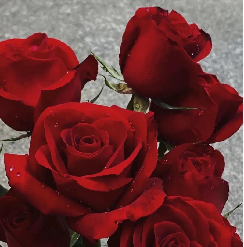温婉动人的花语代表什么？哪种花最能表达这种情感？