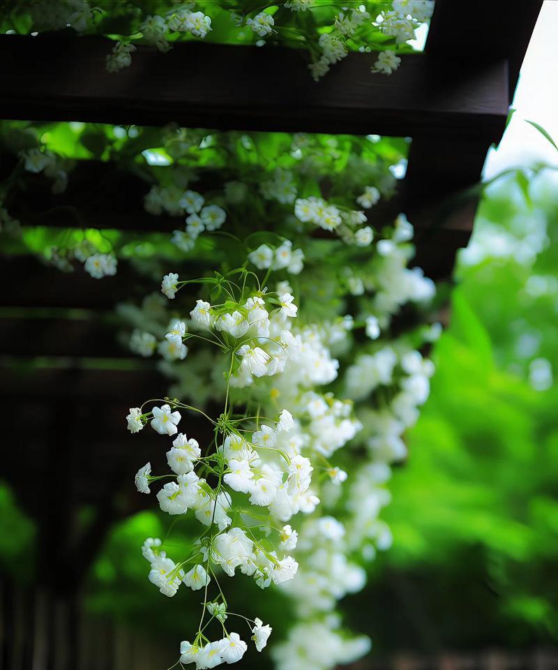温婉动人的花语代表什么？哪种花最能表达这种情感？
