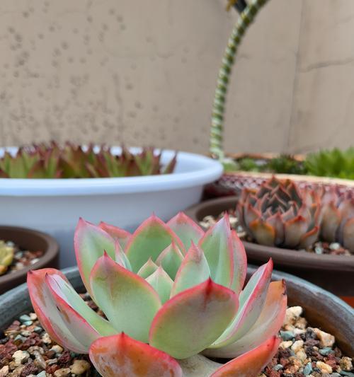 多肉绿玫瑰花语是什么？多肉绿玫瑰代表什么？