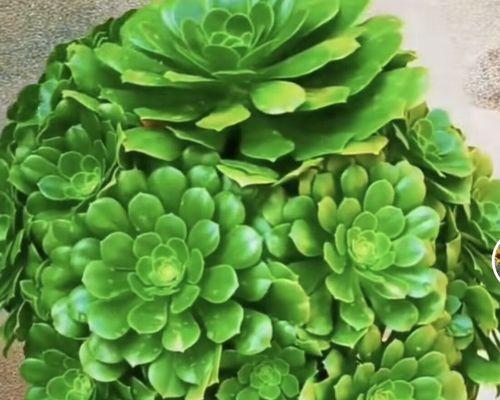 多肉绿玫瑰花语是什么？多肉绿玫瑰代表什么？