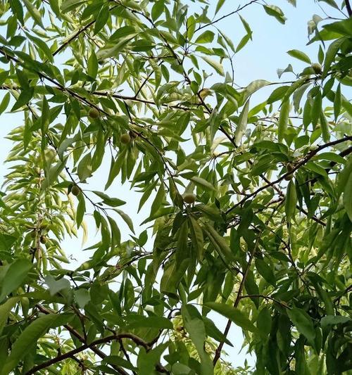 期待明天见面的花语是什么？它表达了怎样的情感？