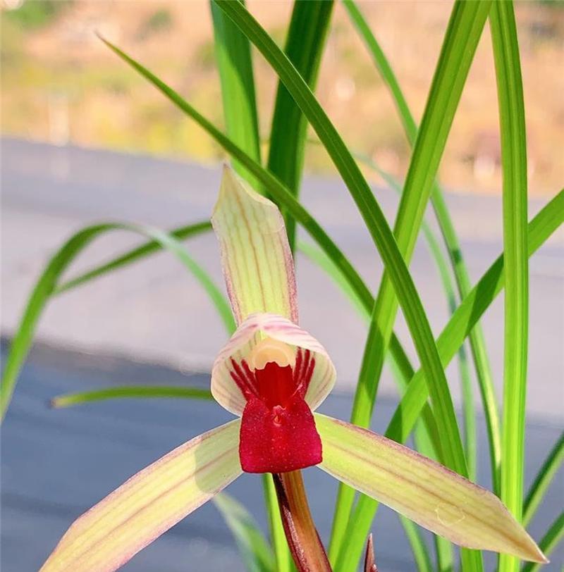 最美兰花的花语是什么呢？兰花的花语有哪些独特之处？