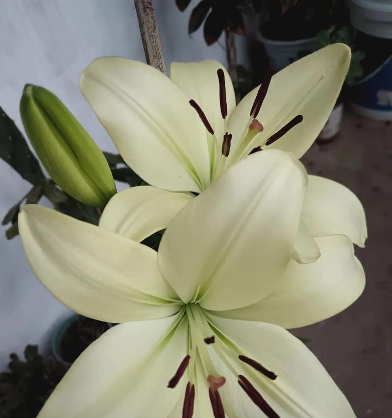 百合寓意朋友的花语是什么？它传达了哪些情感？