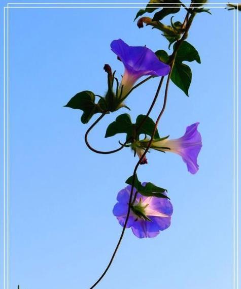 哪种花象征光明？它的花语和寓意是什么？