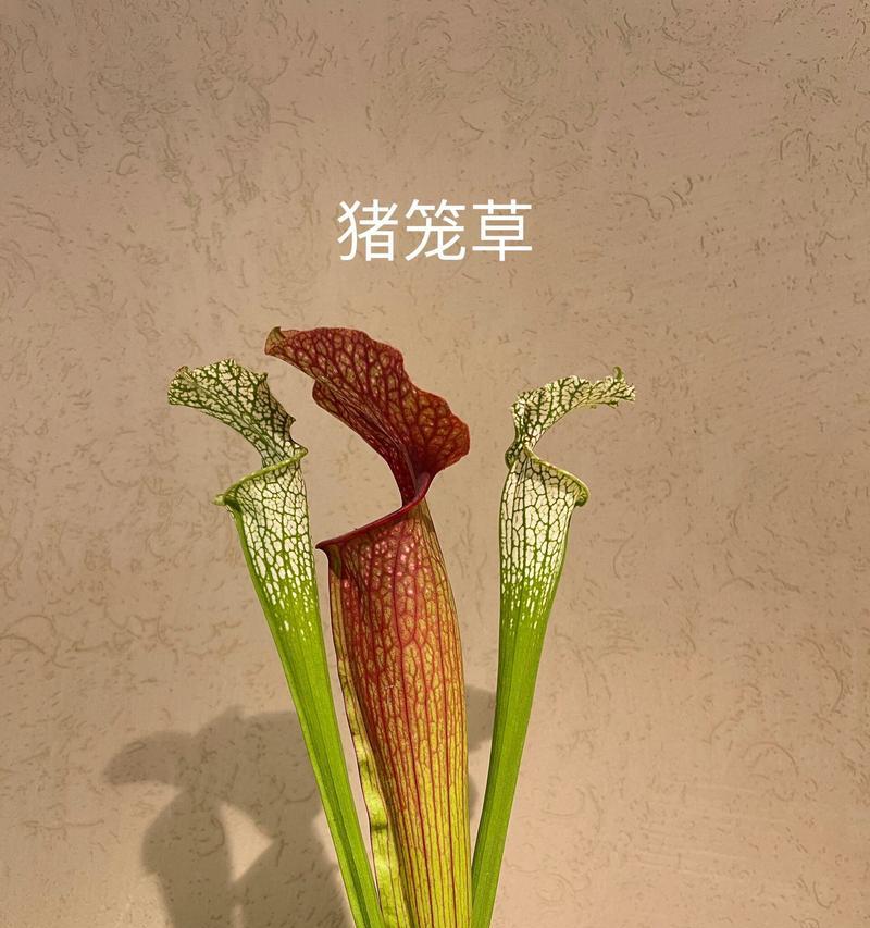 哪种花象征光明？它的花语和寓意是什么？