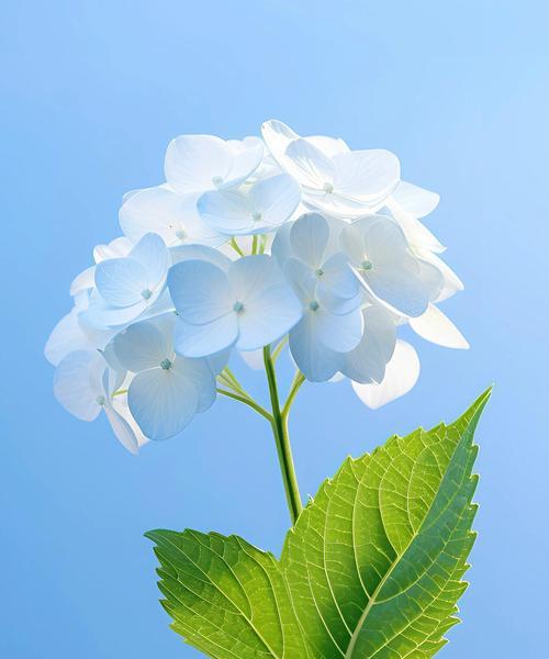 哪种花象征光明？它的花语和寓意是什么？