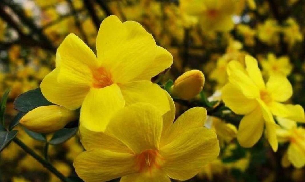 哪种水生花的花语寓意最好？