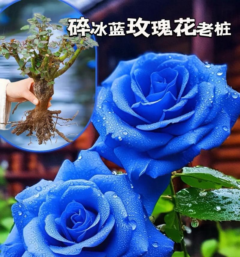 蓝玫瑰的花语有哪些独特之处？