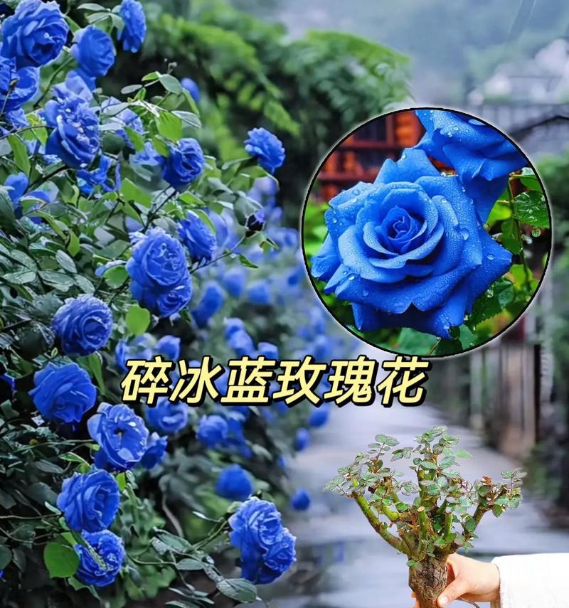 蓝玫瑰的花语有哪些独特之处？