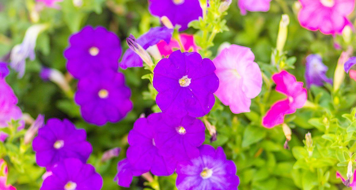 紫色牵牛花的浪漫花语是什么？