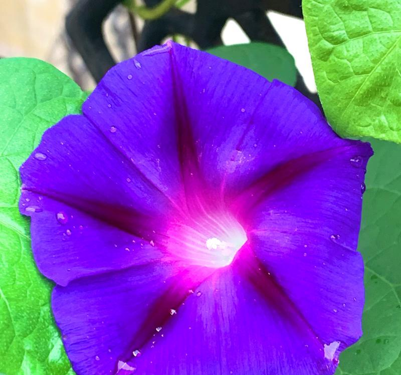 紫色牵牛花的浪漫花语是什么？