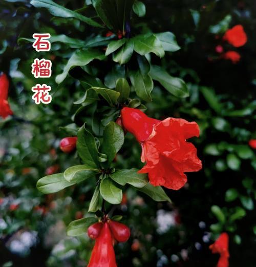 石榴玫瑰的花语有哪些美丽含义？