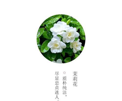 花语绵绵的含义是什么？花语绵绵代表什么？