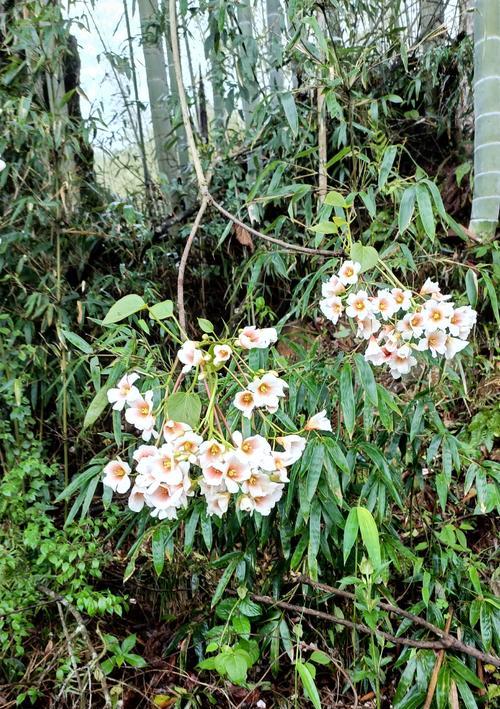 花语绵绵的含义是什么？花语绵绵代表什么？