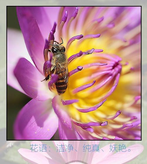 花语泥潭大结局内容是什么？结局中花语有何深意？