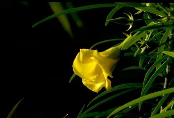 花语泥潭大结局内容是什么？结局中花语有何深意？