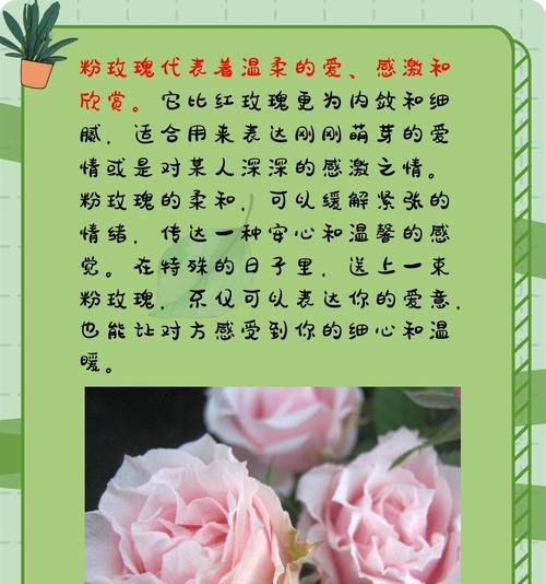 八个玫瑰花寓意什么含义？八个玫瑰花代表的寓意是什么？