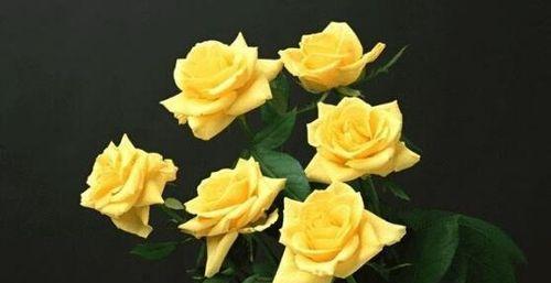 石膏花的花语寓意是什么？它在装饰中有何特别含义？