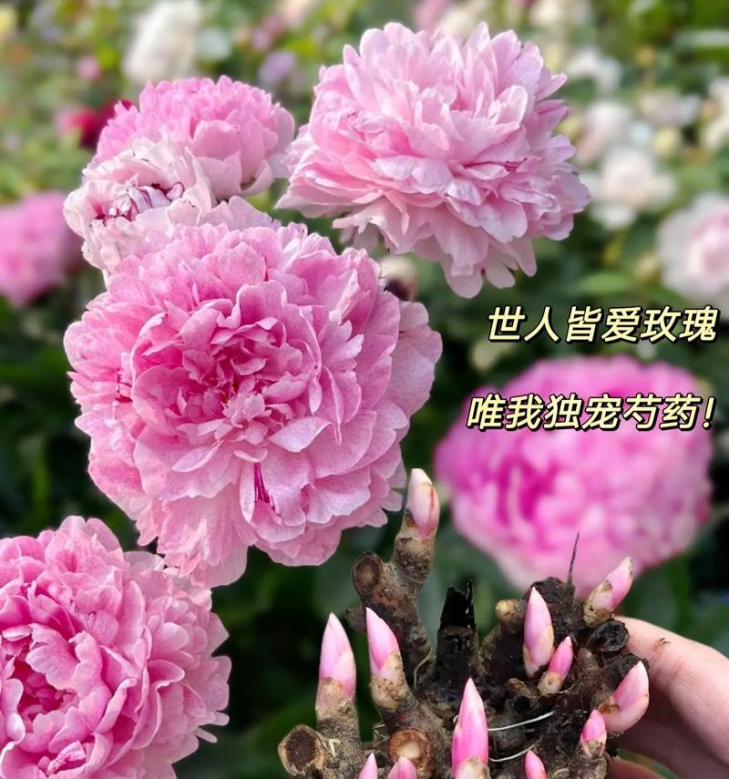 芍药花花语象征的精神是什么？