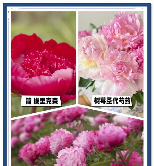 芍药花花语象征的精神是什么？