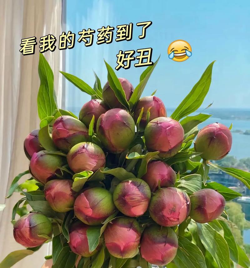 芍药花花语象征的精神是什么？