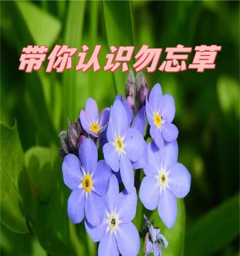 勿忘我的花语是什么？它代表了怎样的情感？