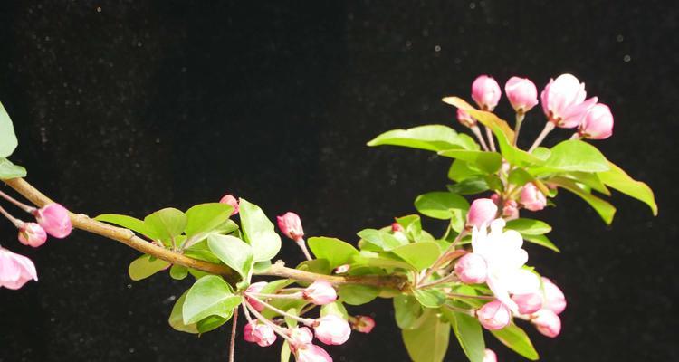 草莓熊菊的花语是什么意思？这种花有哪些特别之处？