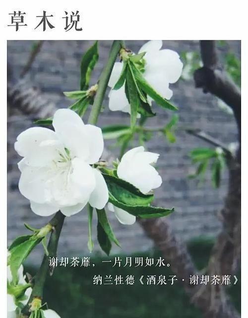 荼靡花的花语寓意是什么？它代表了什么？