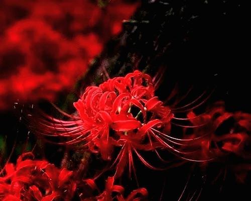 荼靡花的花语寓意是什么？它代表了什么？