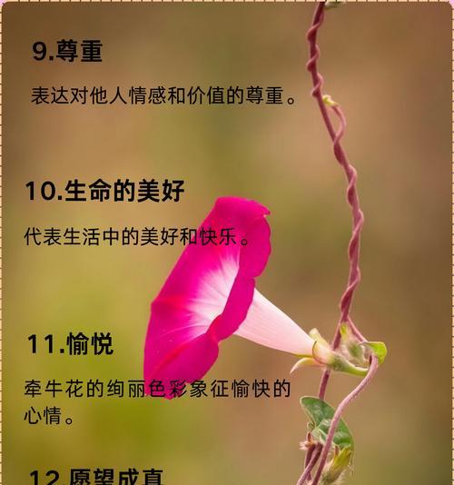 嘲讽的花语有哪些？如何用花语表达嘲讽？
