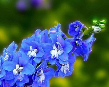 自由不受束缚的花花语是什么？哪种花象征自由精神？