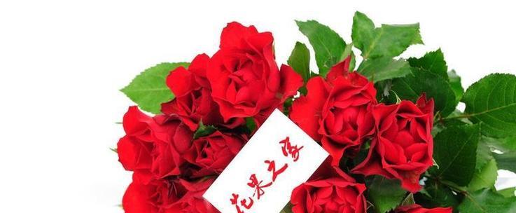 送了6朵玫瑰花代表了什么？它们的花语是什么？