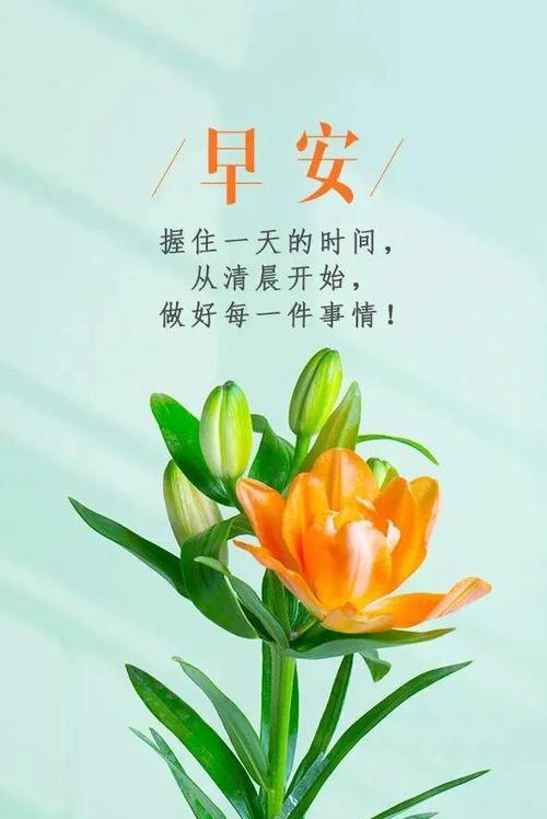 兰花公主的花语是什么？如何用兰花表达情感？