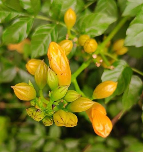寻求突破材料的花语代表什么？如何用花语表达寻求突破？