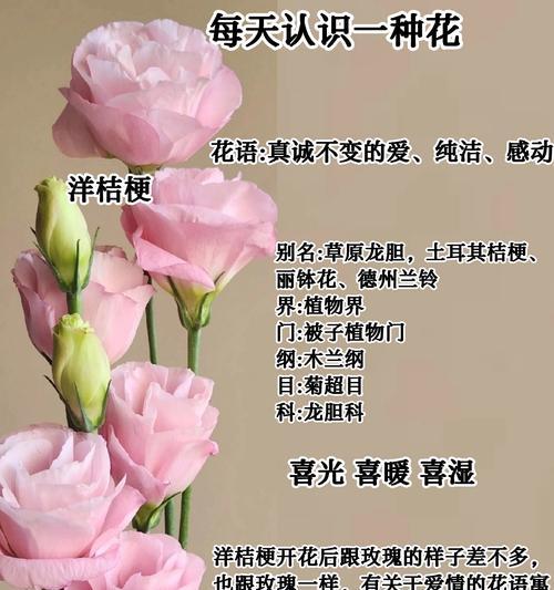 哪种花的花语表达了悠哉游哉的意境？